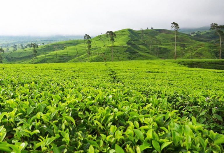 දෙහිඕවිටට ලක්ෂ 40 ක තේ පොහොර සහනාධාරයක්