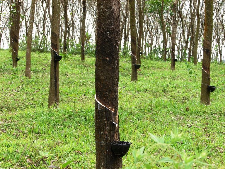 නවක රබර් කිරි අස්වනු සහයක ශිල්පීන් පුහුණු කිරීමේ වැඩසටහනක්