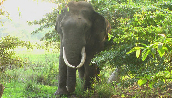 ගල්ගමුවේ දළ පූට්ටුවා මරාදැමීම සම්බන්ධයෙන් පරීක්ෂණ 