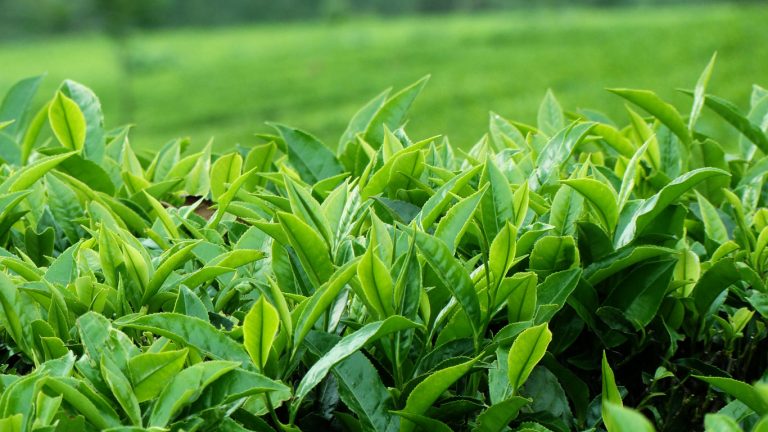 තේ තහනම පිළිබඳව සාකච්ඡා කිරීමට කණ්ඩායමක් රුසියාවට