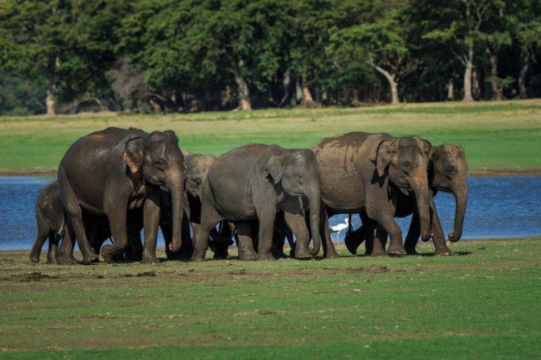 අලි ඇතුන්ගෙන් සිදුවන විනාශයන් වෙනුවෙන් ලබාදෙන වන්දි මුදල රුපියල් ලක්ෂ 05 දක්වා වැඩි කිරීමට පියවර