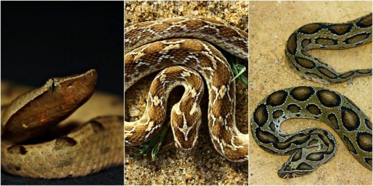 වසරකට සර්ප දෂ්ඨන 80,000ක් – විෂ ශරීරගතවීම 30,000ක්