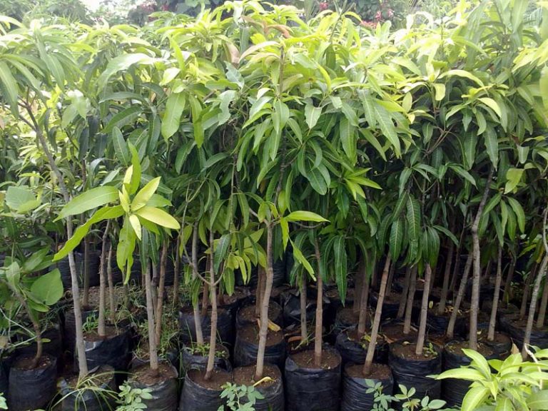 6500ක පමණ තරුණ තරුණියන් පිරිසකට කෘෂි ව්‍යවසායකත්ව දැනුම