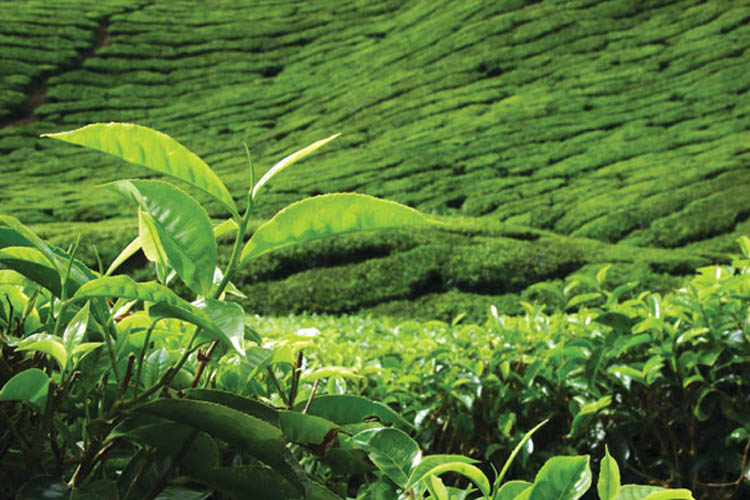 රුසියාව පනවා තිබූ තේ තහනම ඉවතට