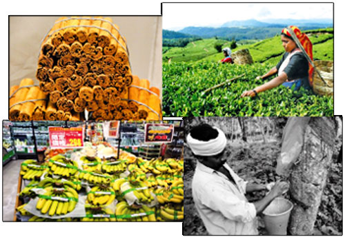 ශ්‍රී ලාංකිකයින්ගේ නිපැයුම්වලට මඟපාදන වීඳි උත්සව සහ ප්‍රදර්ශන තුනක්