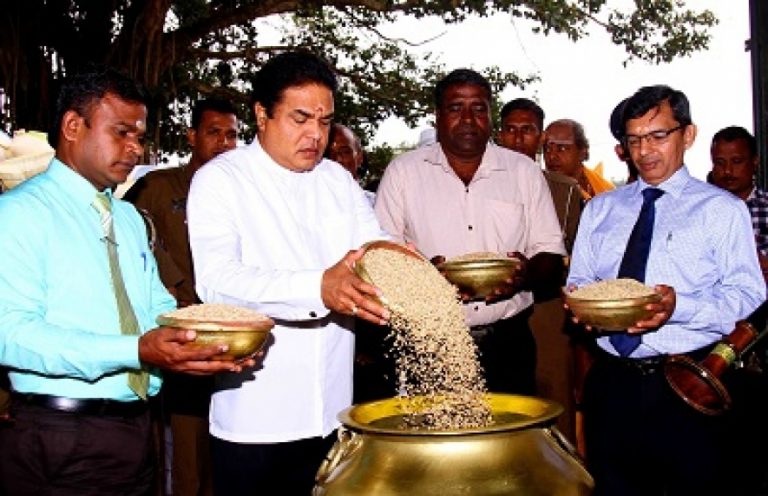 2018 මහ කන්නය සදහා වී අස්වැන්න මිලදී ගැනීම අද