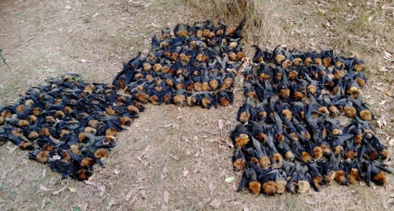 අධික උෂ්ණත්වය නිසා වවුලන් දහස් ගණනක් මිය යයි