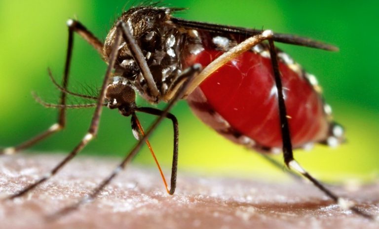 තෙදිනක විශේෂ ඩෙංගු මර්දන වැඩසටහනක්
