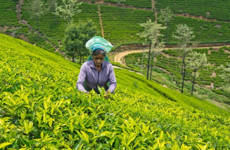 අධික සීතල කාලගුණය එළවළු වගාවට මෙන්ම තේ වගාවට ද තර්ජනයක්