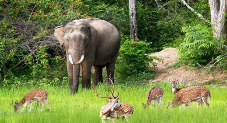 ගිය වසරේ රක්ෂිත ප්‍රදේශවල වාසස්ථාන සුපෝෂණ ව්‍යාපෘති සඳහා මිලියන 53.69ක් වැය කරයි
