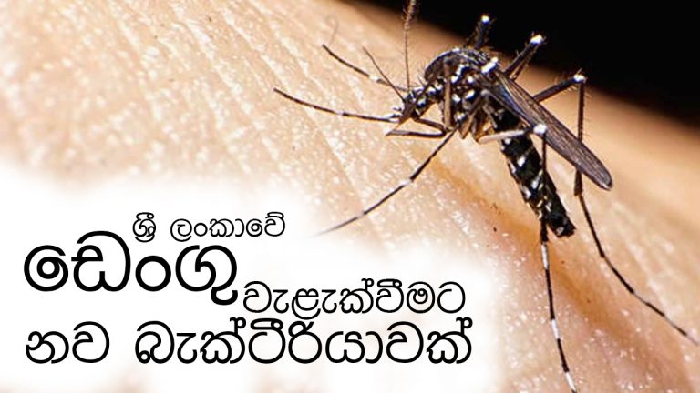 ශ්‍රී ලංකාවේ ඩෙංගු වැළැක්වීමට නව බැක්ටීරියාවක්