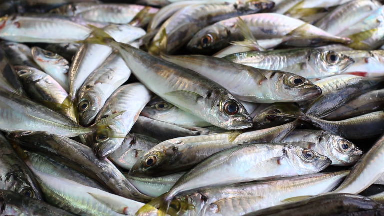 මේ වසරේ මෙරට සමස්ත මත්ස්‍ය නිෂ්පාදනය ඉහළ නැංවීමට පියවර