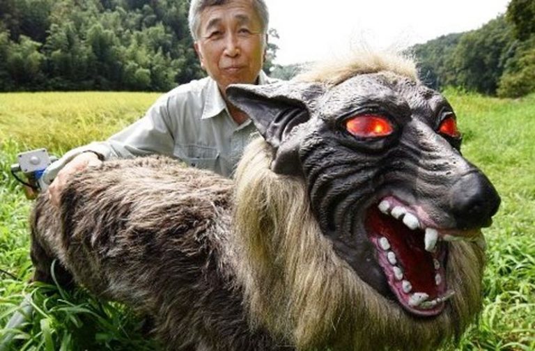 ජපානයේ සත්ව ගොවිපළවල සතුන්ගේ ආරක්ෂාවට රොබෝ වෘකයෙක්