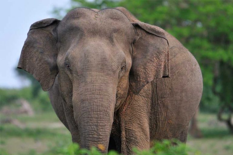 පාසල් සිසුවෙකු වනඅලි ප්‍රහාරයකින් රෝහල් ගත කරයි