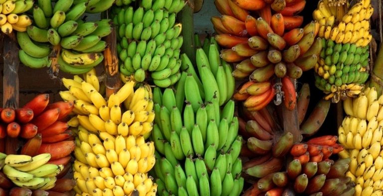 කෙසෙල්පොළ නොතැබීම හේතුවෙන් සූරියවැව කෙසෙල් ගොවීයන් දැඩි අපහසුතාවයක
