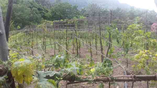 මාතලේ දිස්ත‍්‍රික්කයේ එළවළු වගාවන් රැසක් විනාශ වීමේ අවදානමක