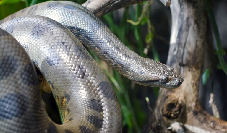 ඇනකොන්ඩා පැටවුන් දෙදෙනෙකු ඉන්දියාවට