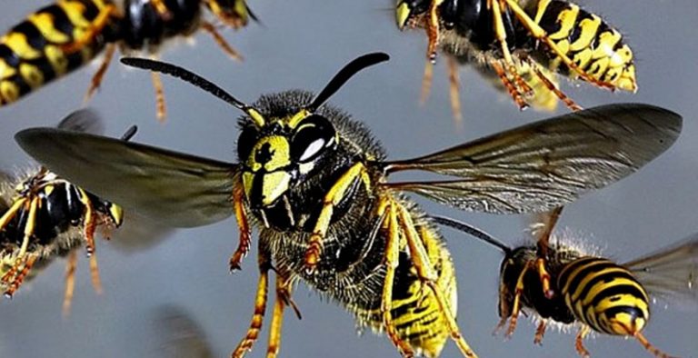 සිසුන් හත් දෙනෙකු බඹර ප්‍ර‍හාරයකට ලක්වීමෙන් රෝහලට