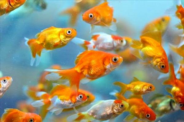 විසිතුරු මසුන් අපනයන රටවල් අතර ශ්‍රී ලංකාවට 12වන ස්ථානය