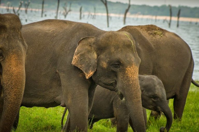 මාතලේ වන අලි ගැටළුවලට කඩිනමින් විසඳුම්