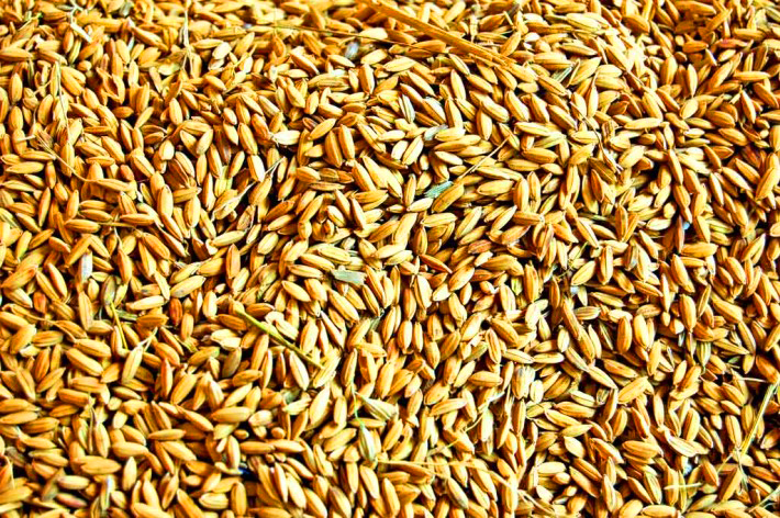 කාබනික ගොවීන්ට බිත්තර වී නොමිලේ
