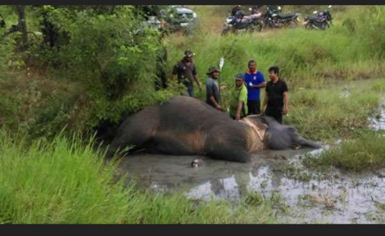 වැලිකන්දේ දී දුම්රියේ ගැටී බරපතල තුවාල ලබා සිටි ඇතින්න මරුට