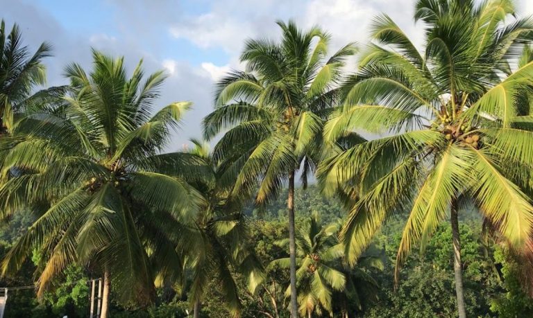 රජරට සහ උතුරු කලාපයේ පොල් අක්කර 15,000ක් වගා කිරීමට සාකච්ඡා ක‌ෙරේ