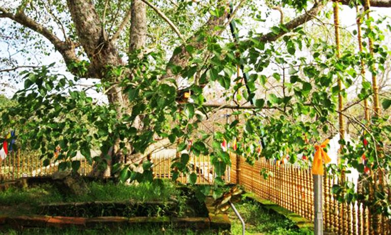 ජය ශ්‍රී මහා බෝධීන් වහන්සේගේ ශාඛාවක් වියට්නාමයට