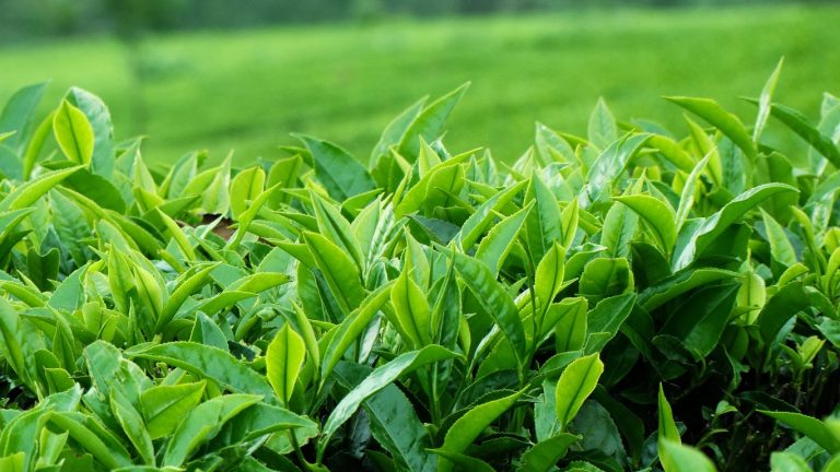 තේ දළු මිල පහළට – වගාකරුවන් ආර්ථික දුෂ්කරතාවයක