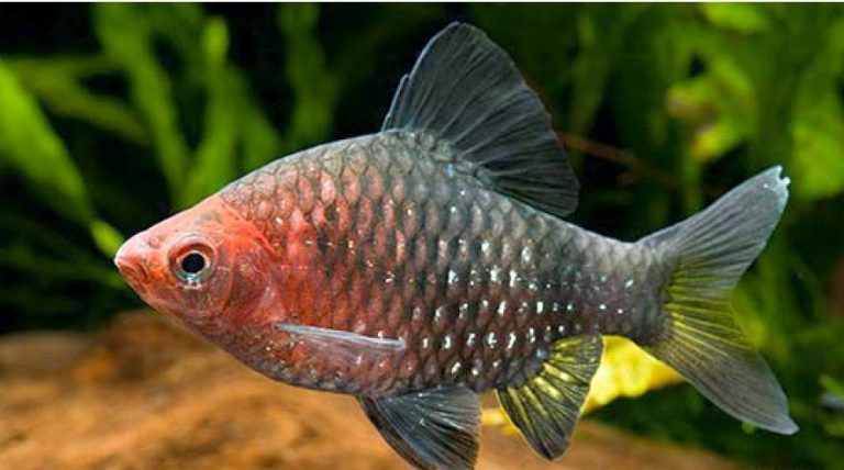 මිරිදිය මත්ස්‍ය පැටවුන් සුලභ කිරීමට පියවර