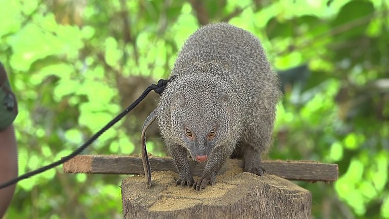 ශ්‍රී ලංකා යුධ හමුදා‌වේ මුගටි බලකාය