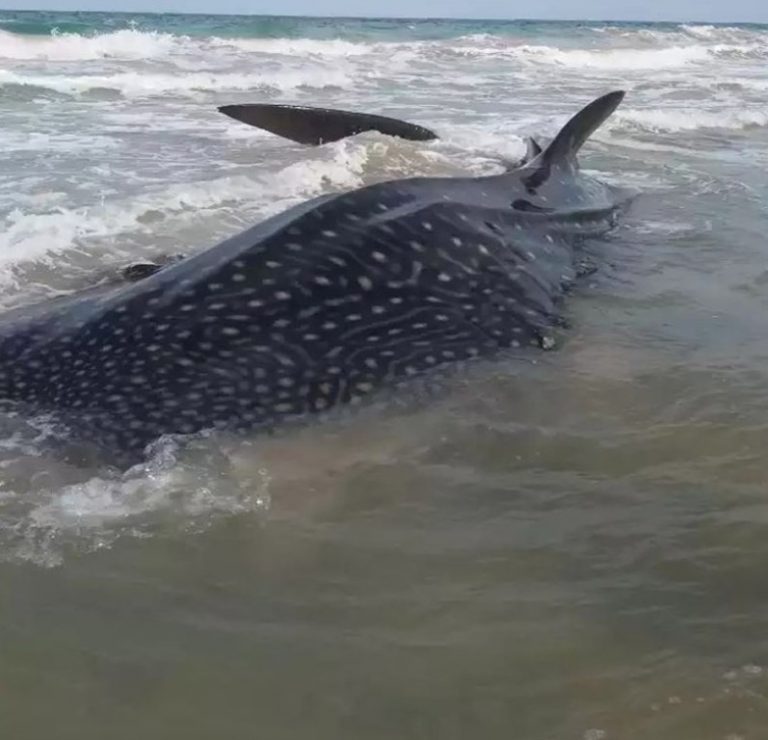 අලම්පිල් මුහුදු තීරයේදී නාවික හමුදාව විසින් මිණිමුතු මෝරේකු බේරා ගැනේ