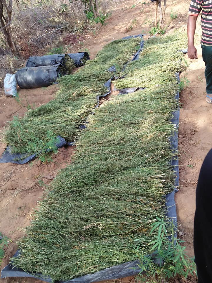 ගංජා හේනක් වටලයි – සැකකරු සමඟ ගිනි අවියක් අත්අඩංගුවට