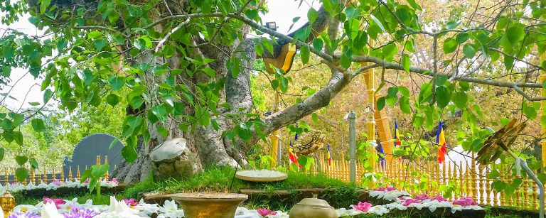 ශ්‍රි මහා බෝධින් වහන්සේගේ ශාඛාවක් රෝපණය කිරිම හිටපු ජනපති ප්‍රධානත්වයෙන් සිදු කෙරේ