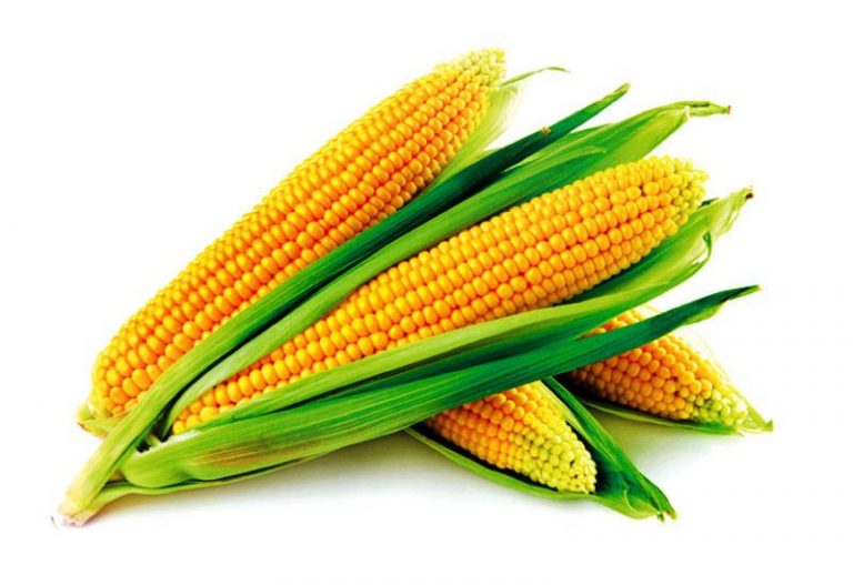 දේශීය බඩඉරිඟු ගොවියා ආරක්ෂා කිරීම සඳහා වැඩපිළිවෙලක්