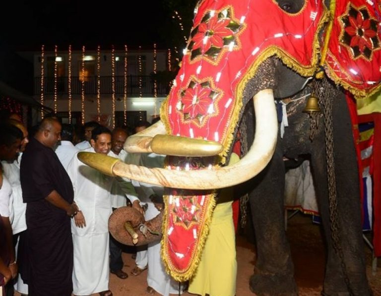 හීලෑ අලි ඇතුන්ගේ ගැටලුව කඩිනමින් විසදීමට පියවර  – අමාත්‍ය දොස්තර රාජිත සේනාරත්න