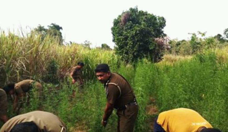 ගංජා හේනක් වටලයි – සැකකරුවන් දෙදෙනකු අත්අඩංගුවට