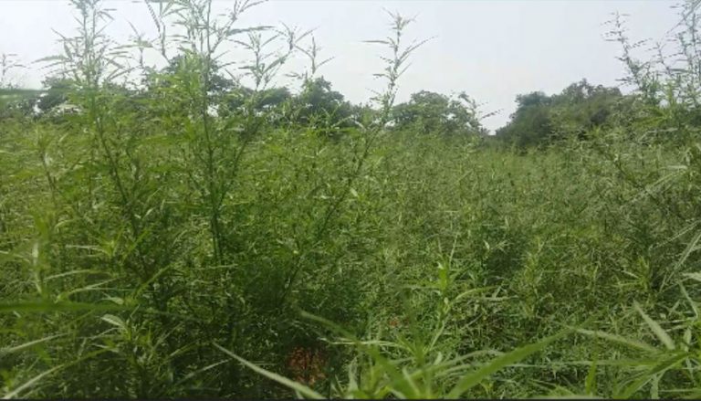 රුපියල් ලක්ෂ දහයකට වඩා වැඩි වටිනාකමකි යුත් ගංජා හේනක් පොලිසිය වටලයි