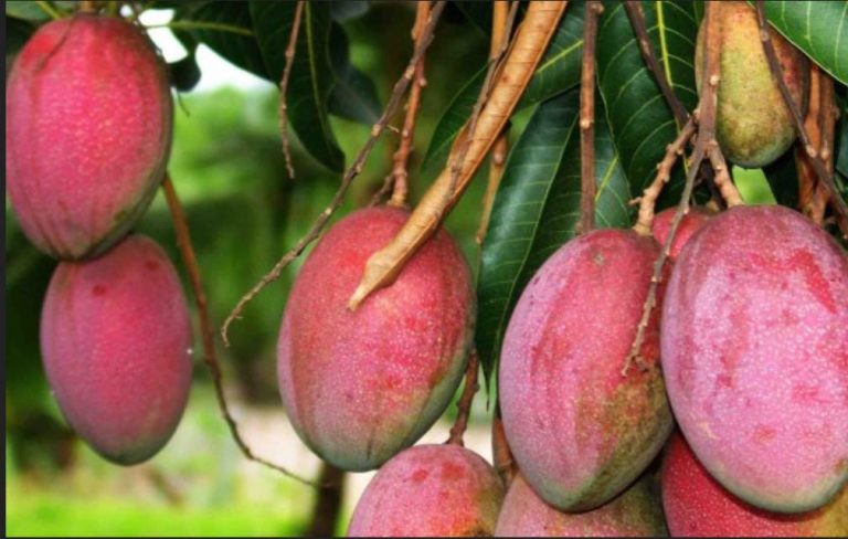 ශ්‍රී ලංකාවේ ප්‍රථම අඹ වගා සංවර්ධන කළාපය දඹුල්ලේ හා යාපනයේ ස්ථාපිත කෙරේ