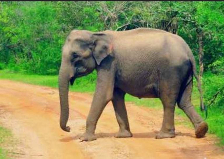 වල්අලි පහරදීමකින් පුද්ගලය‌ෙක් මරුට