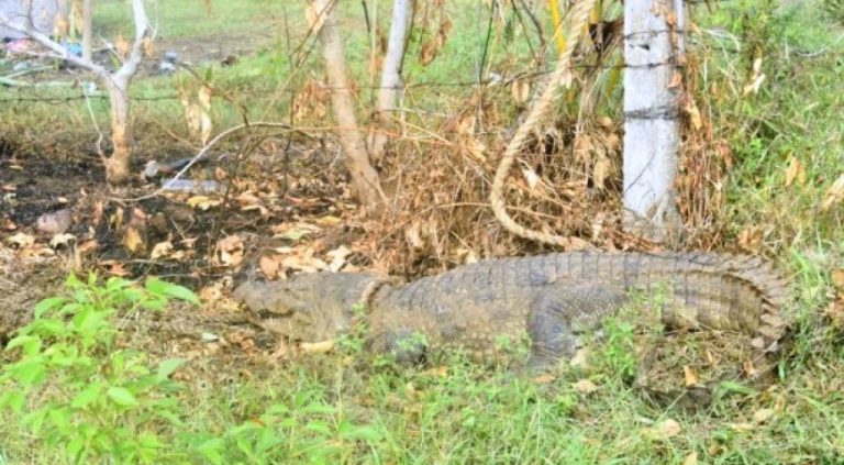 වව්නියාව පූන්තෝට්ටම් ප්‍රදේශයේ නිවසකට කිඹුලෙක්