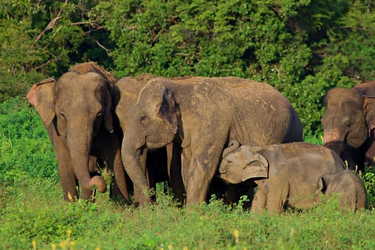 දුම්රියේ වන අලින් ගැටීම වැළැක්වීමට කඩිනම් වැඩපිලිවෙළක්