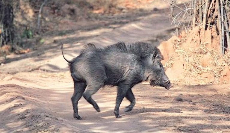 වල් ඌරු මස් ප්‍රවාහනයට හා අලෙවි කිරීමට ඇති තහනම ඉවත් ක‌ෙරේ