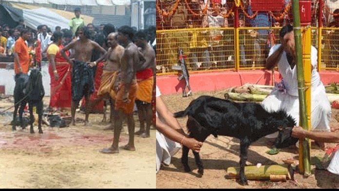 තහනමට ලක් වු හින්දු ආගමේ සත්ත්ව හා පක්ෂි බිලි පූජා