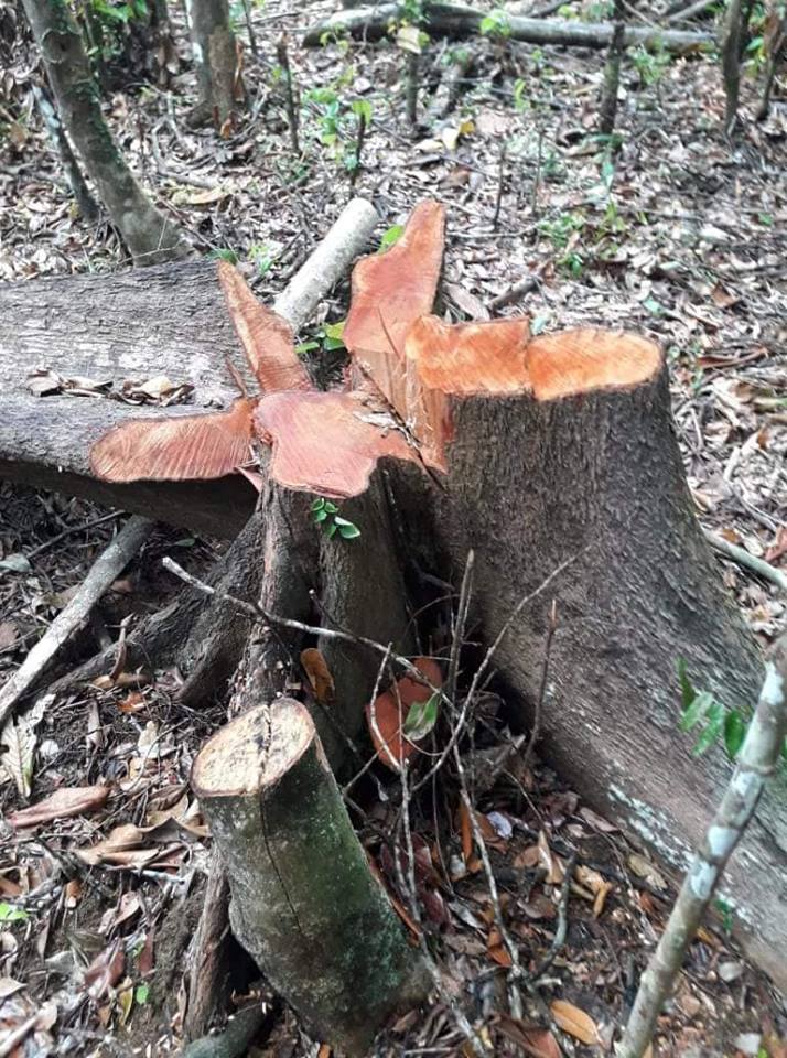 සිංහරාජ වනාන්තරයේ, පරිවාර කුඩුමීරිය වැසි වනාන්තර‌යේ සිදුවන විනාශය