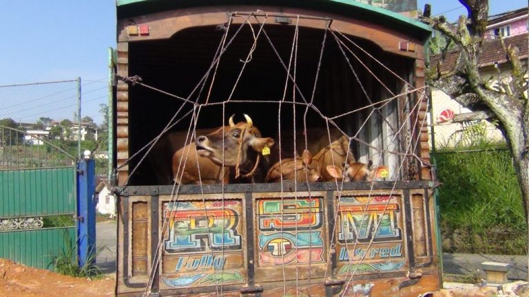 හිංසාකාරීව ගවයන් ප්‍රවාහනය කළ ලොරි රථයක් සමඟ සැකකරුවන් දෙදෙනෙකු අත්අඩංගුවට