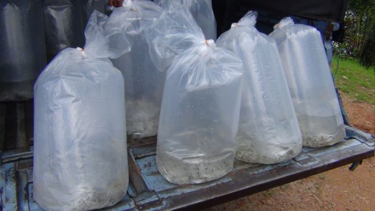 කාසල්රි ජලාශයට මත්ස්‍යය පැටවුන් ලක්ෂයක් මුදා හැරේ