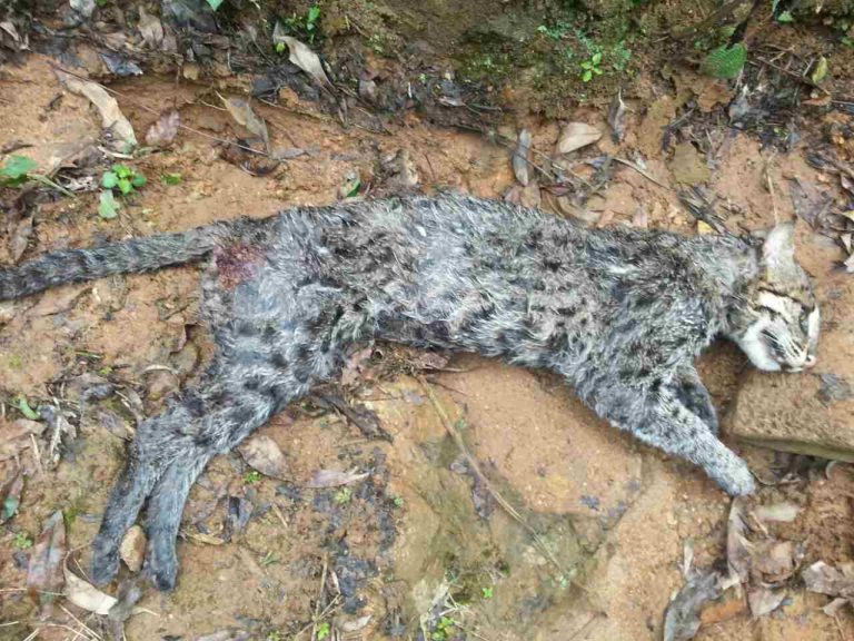 සුනඛ දඩයමේ පැමිණි හඳුන් දිවියෙකු සුනඛ ප්‍රහාරයෙන් මරුට