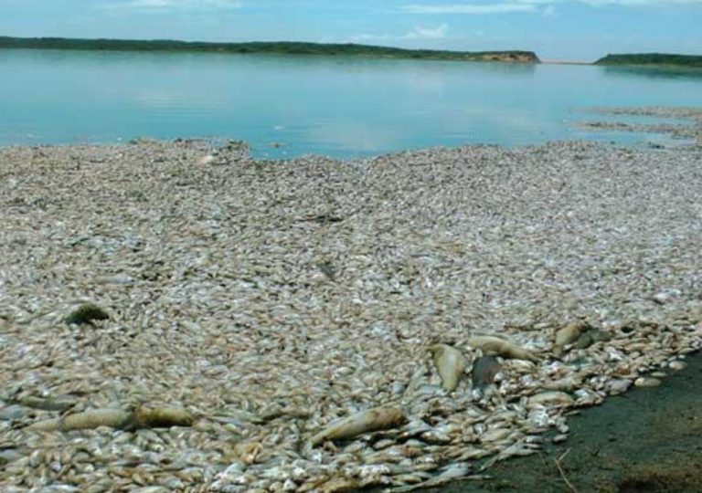 බුන්දල කලපුවේ මත්ස්‍යන් මියයෑමේ තර්ජනයකට