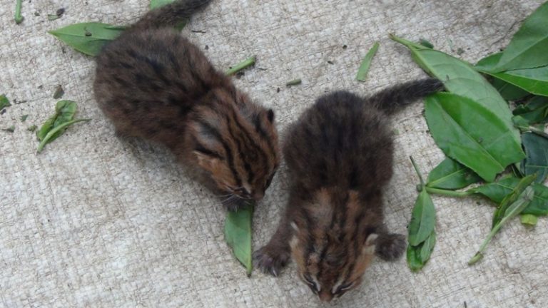 තේ දළු නෙලමින් සිටි වතු කම්රුවන් පිරිසකට හඳුන් දිවි පැටවුන් දෙදෙනෙක් හමුවෙයි